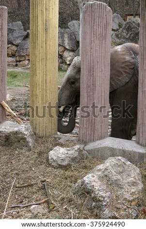 Elephant Royalty-Free Stock Photo #375924490