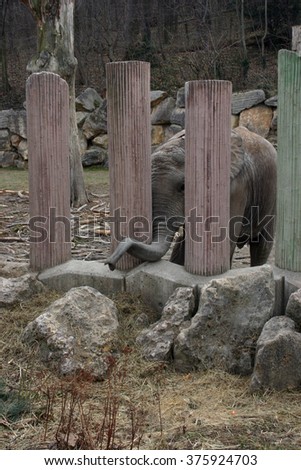 Elephant Royalty-Free Stock Photo #375924703