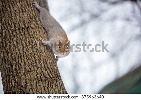 The eastern gray squirrel has predominantly gray fur, but it can have a brownish color. It has a usual white underside as compared to the typical brownish-orange underside of the fox squirrel.
