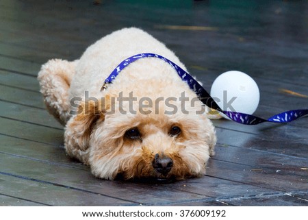 sad lonely dog lying on the wooden floor.