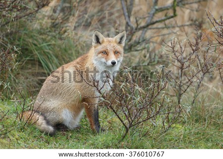 Red fox in nature in autumn colors 