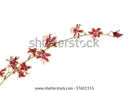 Branch of violet orchids isolated on white