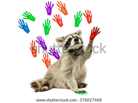 Raccoon sitting  on the background of handprints, isolated on white background