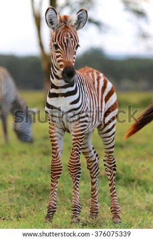 young zebra at nakuru lake kenya