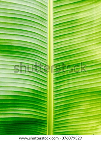 Banana leaf, natural green texture background.