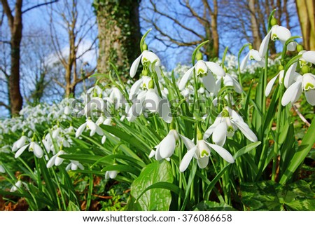 Early spring snowdrops (Galanthus nivalis), selective focus and diffused background, in Rococo Garden near Painswick, The Cotswolds, Gloucestershire, United Kingdom Royalty-Free Stock Photo #376086658
