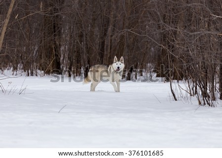 Huskies are used in sled dog racing. In recent years, companies have been marketing tourist treks with dog sledges for adventure travelers in snow regions as well. They also make excellent family pets