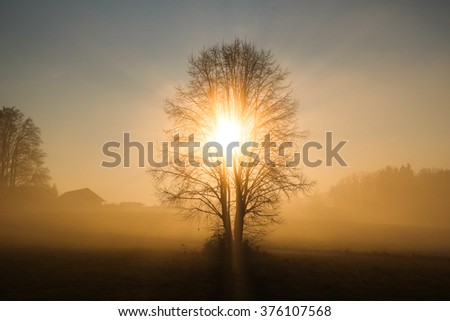 Imagination tree enlightened in the break of dawn; this shot was taken nearby the Lake Chiemsee, Germany Royalty-Free Stock Photo #376107568