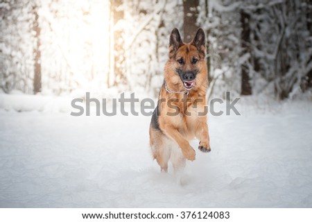 German shepherd dog Royalty-Free Stock Photo #376124083