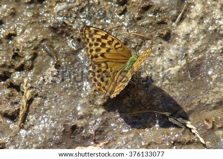 The heath fritillary (Melitaea athalia) sitting on the ground. Orange and brown butterfly on the brown loam.