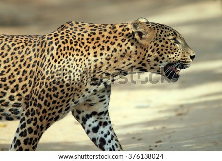 Close Profile View of a Sri Lankan Leopard (Panthera Pardus Kotiya) Crossing a Sandy Road, Yala, Sri Lanka

