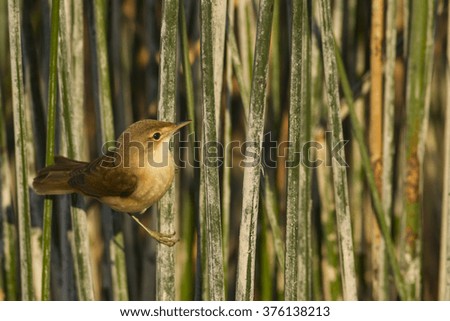 Cute bird warbler. Green nature background. Bird: Eurasian Reed Warbler. Acrocephalus scirpaceus.
