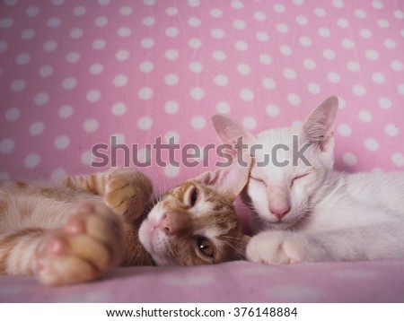 Couple cats love together on pink background for Valentine theme by pink vintage tone for picture