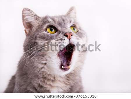 The gray cat looks up, mewing and having widely opened a mouth. Horizontal shot, white background, close up Royalty-Free Stock Photo #376153318