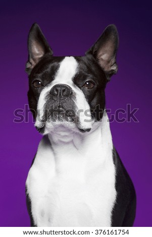 Boston terrier purple Background