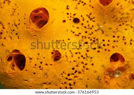 Sea sponge, close up of Lissodendoryx colombiensis, Caribbean sea