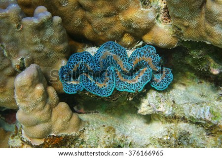 Underwater marine life, bivalve mollusk maxima clam,Tridacna maxima, Pacific ocean, French polynesia