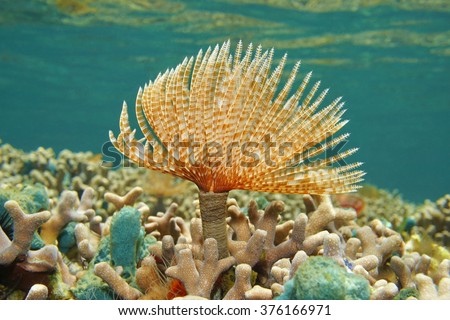 Marine worm Magnificent feather duster, Sabellastarte magnifica, underwater on shallow coral reef, Caribbean sea