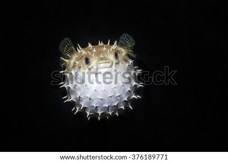 Balloon Puffer fish Diodon holocanthus puffed up close up Royalty-Free Stock Photo #376189771