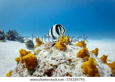 Banded Butterflyfish chaetodon striatus on patch of yellow coral