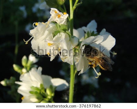 White potatoe flower blossom with bee on it  in summer season home garden in countryside
