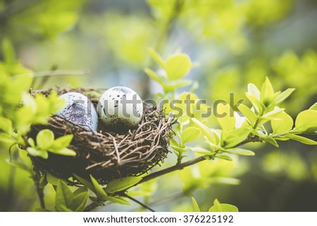 Bird nest on branch with easter eggs for Easter Royalty-Free Stock Photo #376225192