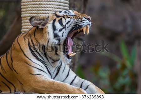 Bengal Tiger with open mouth.