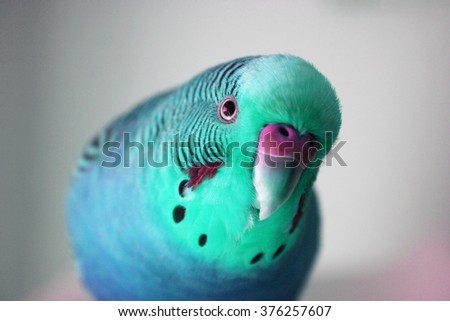 Ice Blue male parakeet Stock Photo