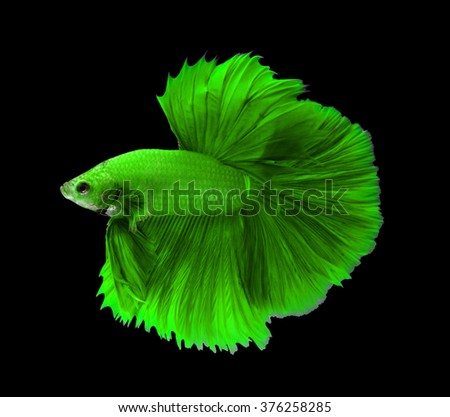 Green siamese fighting fish,Halfmoon betta fish isolated on black background. 