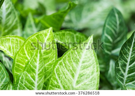 Green nature with copy space using as background or wallpaper.