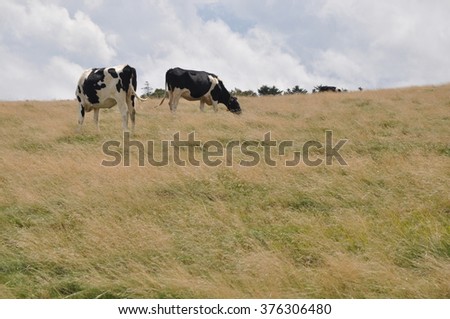 cow farm at mountain Utsukushigahara  in Nagano Japan Royalty-Free Stock Photo #376306480