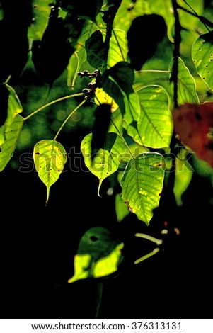 Pho leaf on light