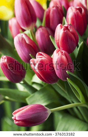 Bouquet of pink tulips, background