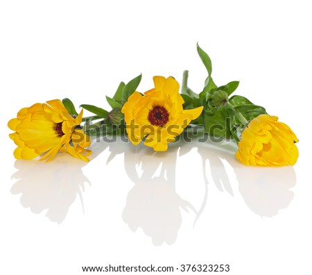 Three yellow calendula flower with leaves on white.
