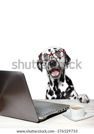 Dalmatian works at a laptop. White background