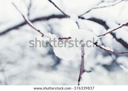 Tree branches covered in snow, winter abstract background