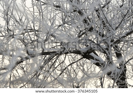 Snow on the tree