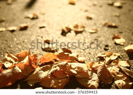 concept autumn is coming to town, leaves on the road