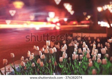 flowerbed with tulips in the night city