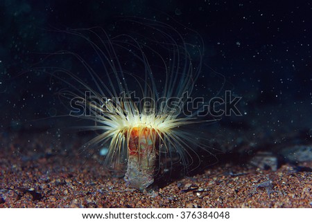 actinium coral