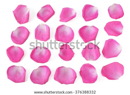 Rose petals set isolated on white background