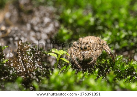  jumping spider on a leaf moss