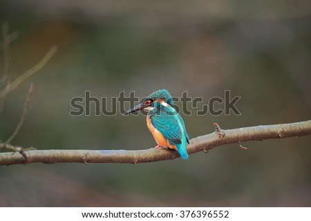 The Common Kingfisher (Alcedo atthis),Eurasian Kingfisher or river Kingfisher