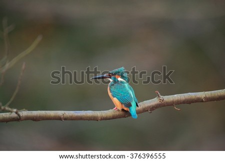 The Common Kingfisher (Alcedo atthis),Eurasian Kingfisher or river Kingfisher
