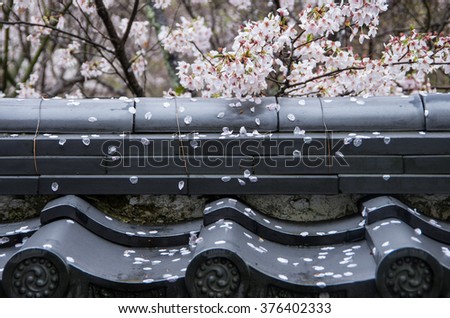 Cherry blossom petals fell on the roof tile