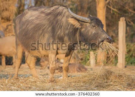 Buffalo eats the straw