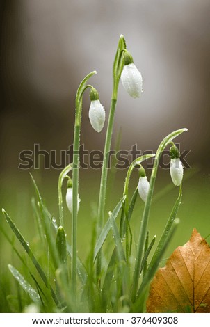 A close-up view of snowdrops emerging, covered in morning dew in February