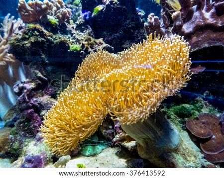 Cichlid Aquarium Fish