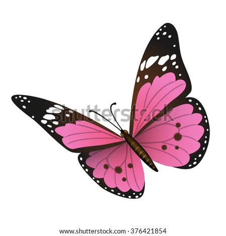 Vector butterfly on white background