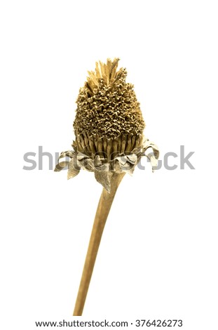 Dry flower on a white background